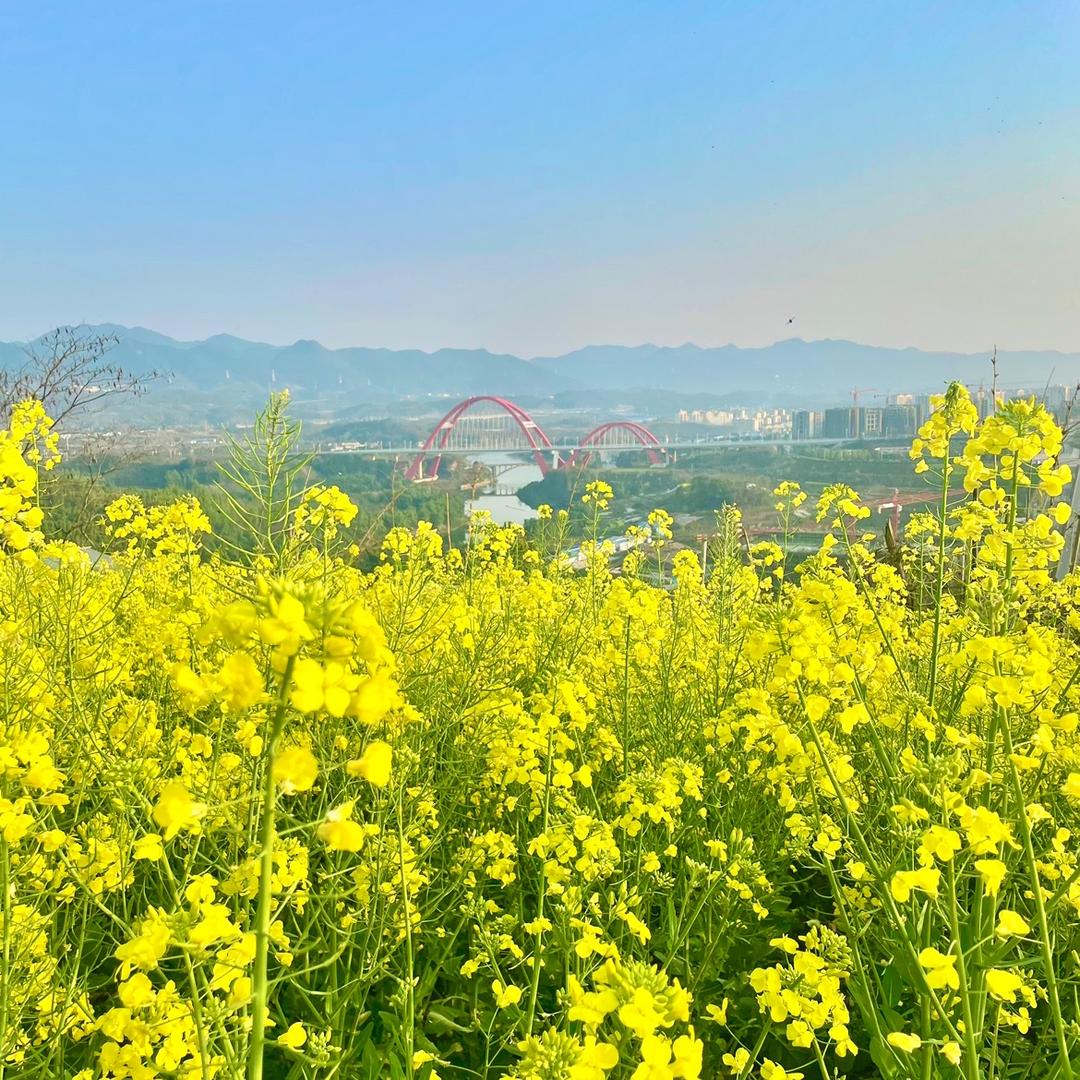 龙兴周周