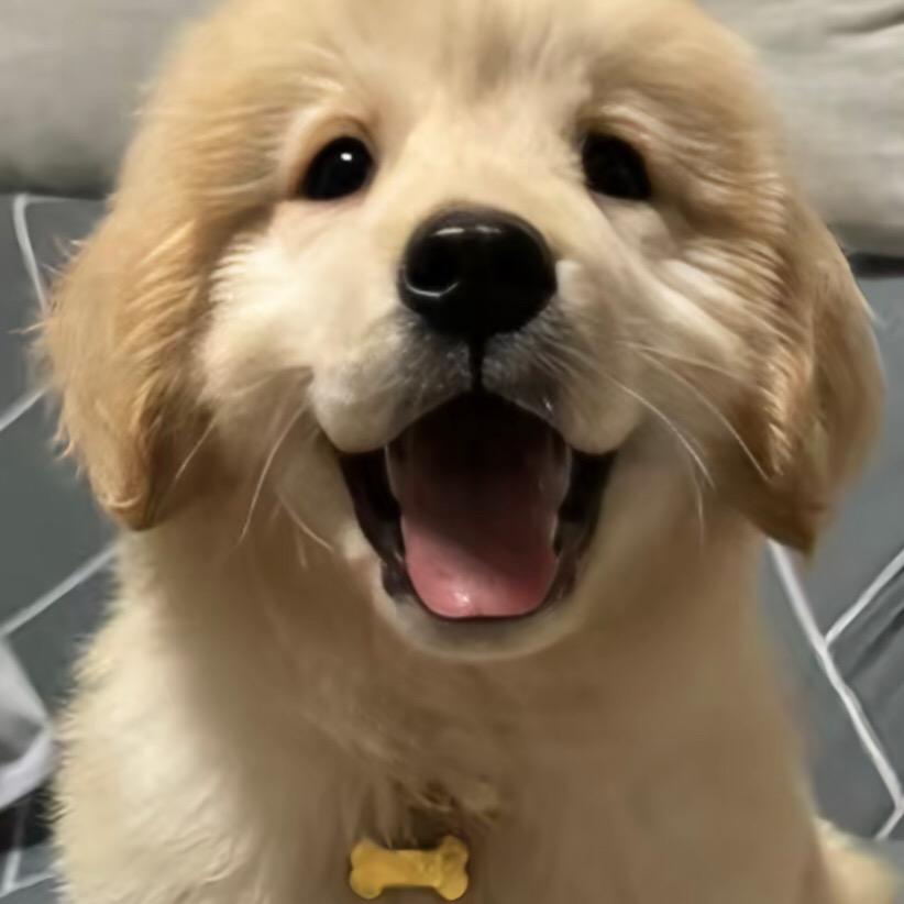 小金毛萌宠