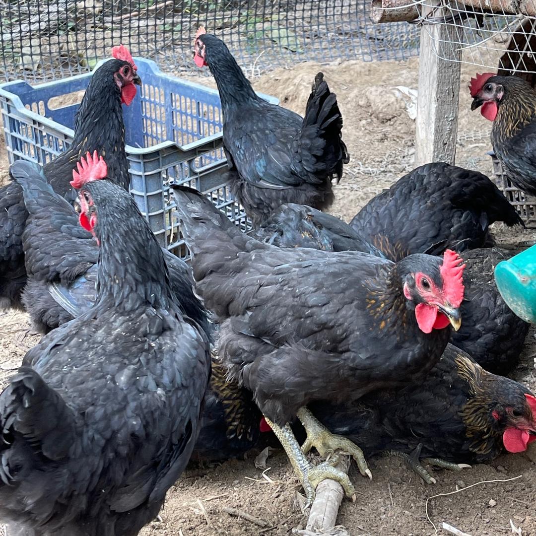 翠姑娘放心家禽