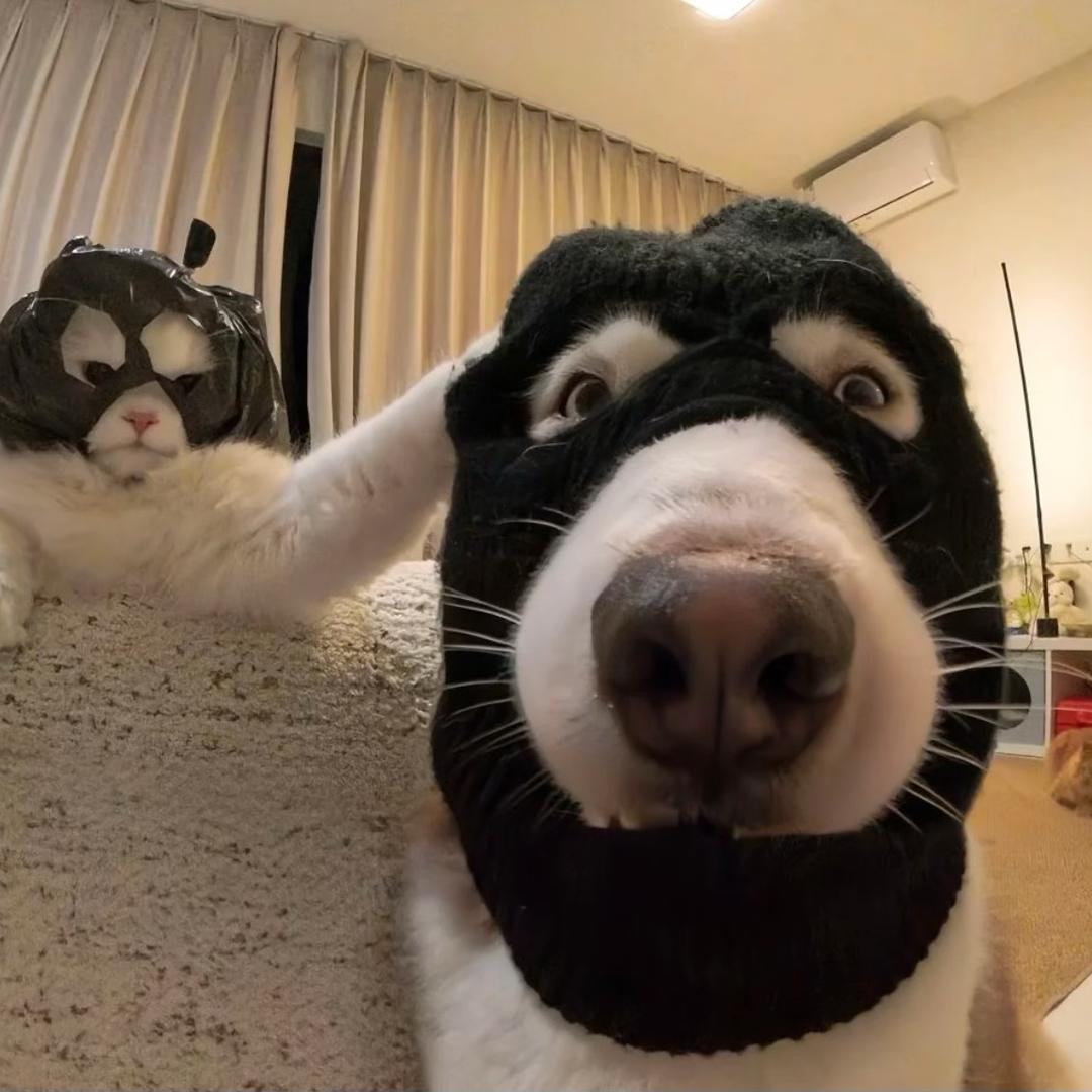 重生之我在喀什卖猫