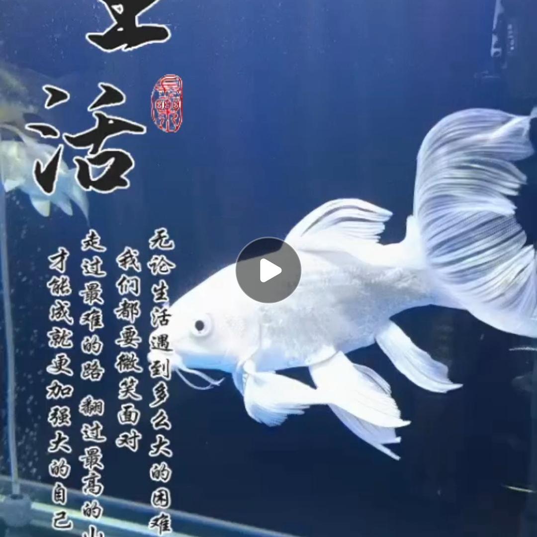 自在随心