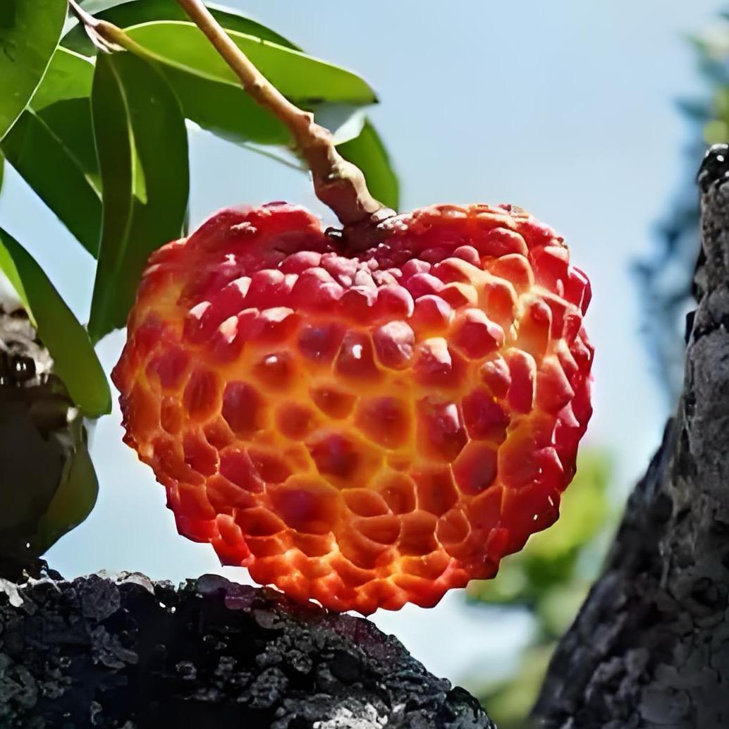 荔枝王