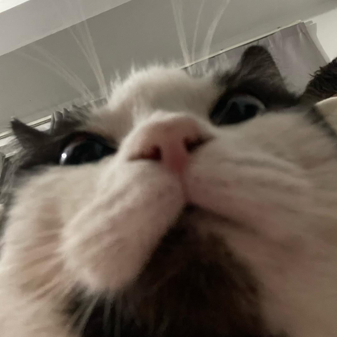 呆鲸鱼
