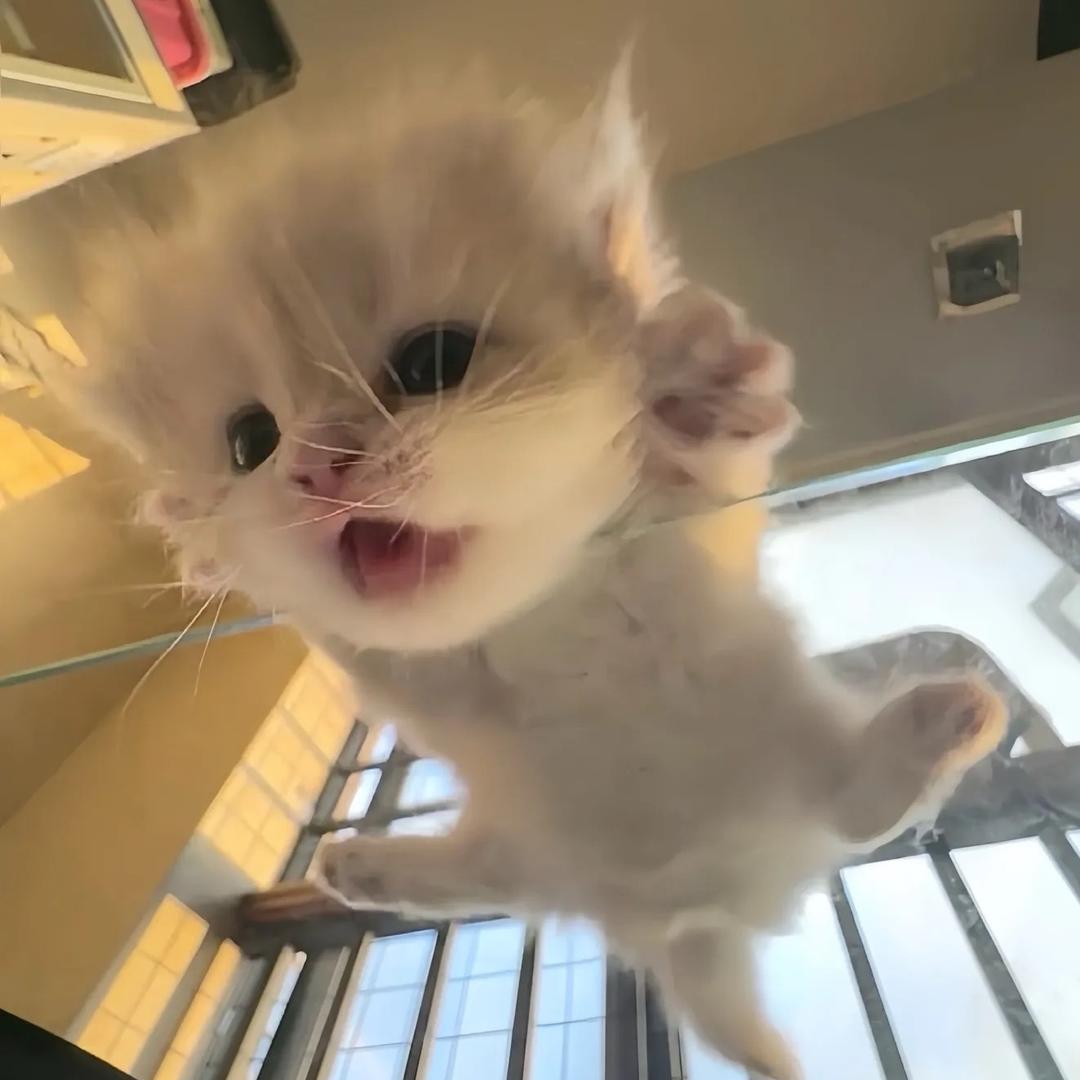 小猫我呀最棒了！