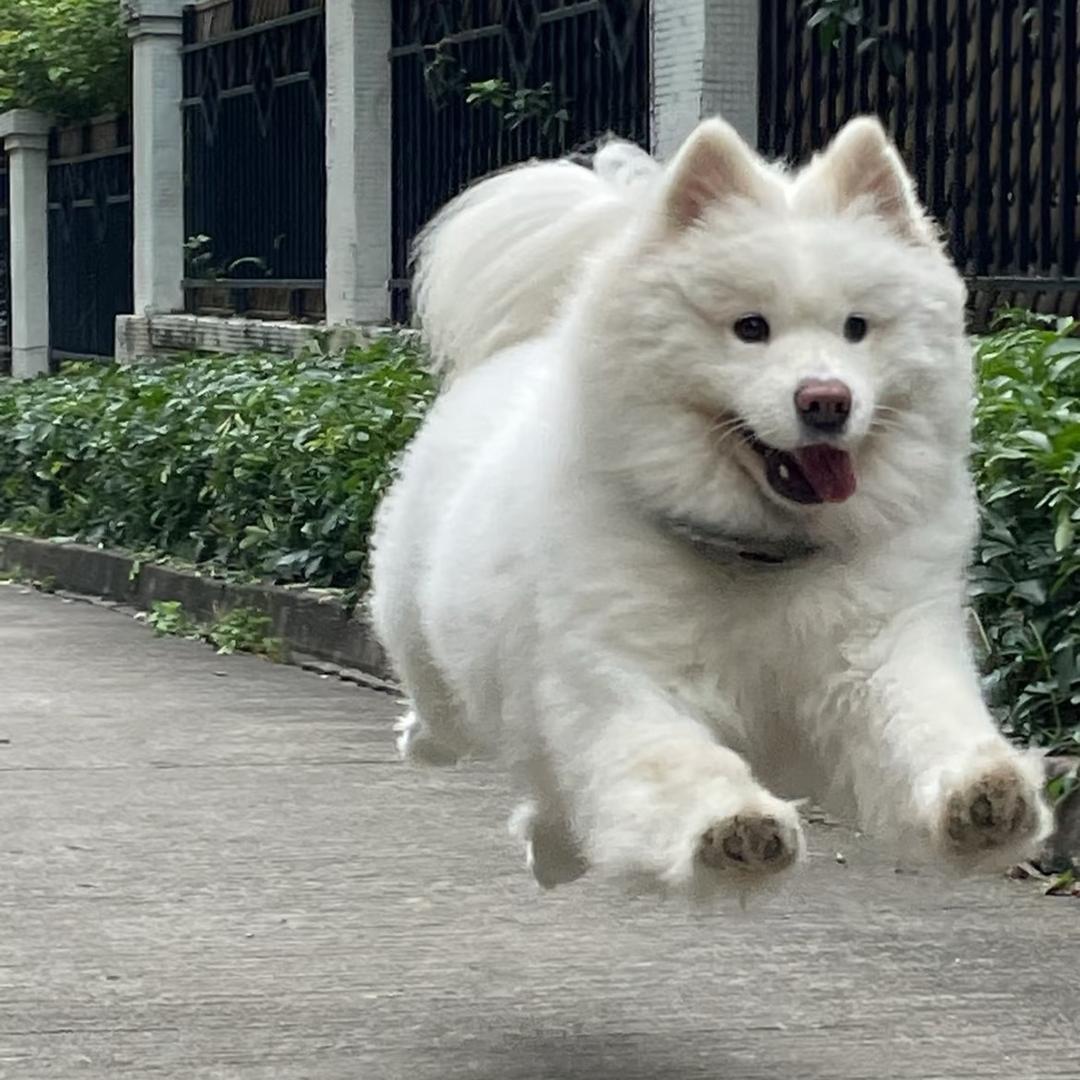 飞天小耶耶