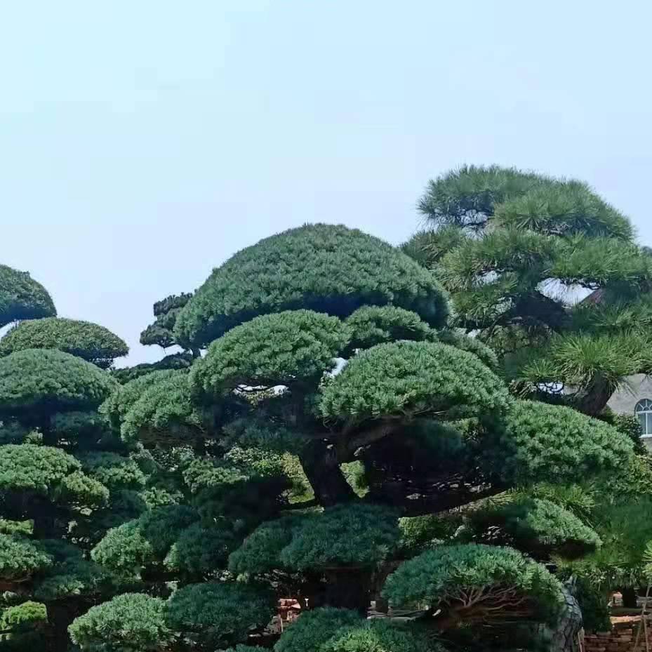 北仑晓童园林场