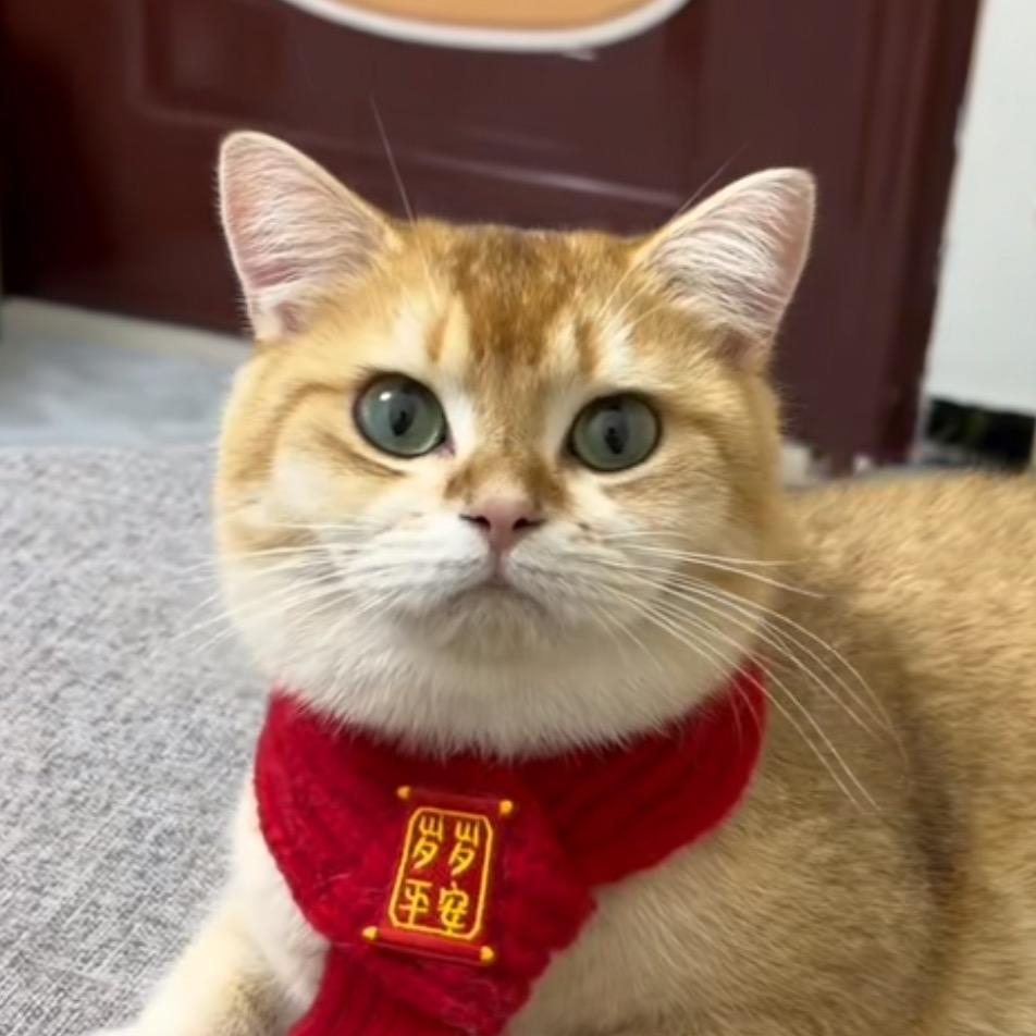 喵星人生活质检员