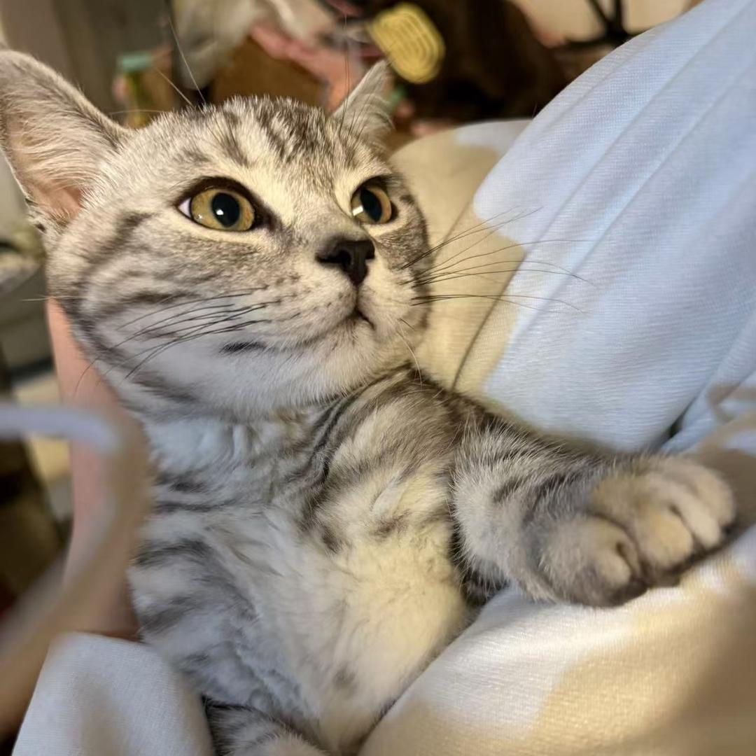 大福是只猫（罐头一哥)