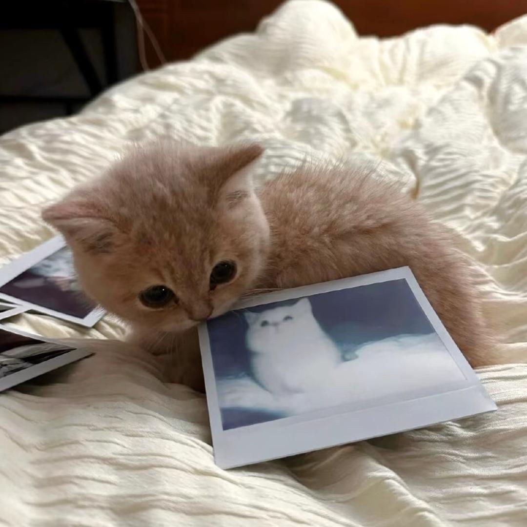 ★(=^𖥦^=)星际小猫