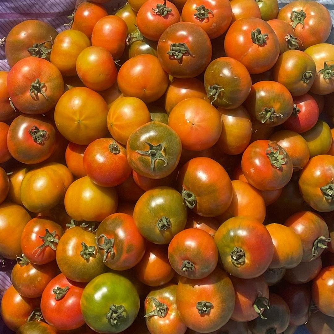 强弟草莓铁皮西红柿采摘园