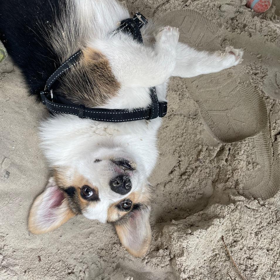 一杯奶茶续狗命