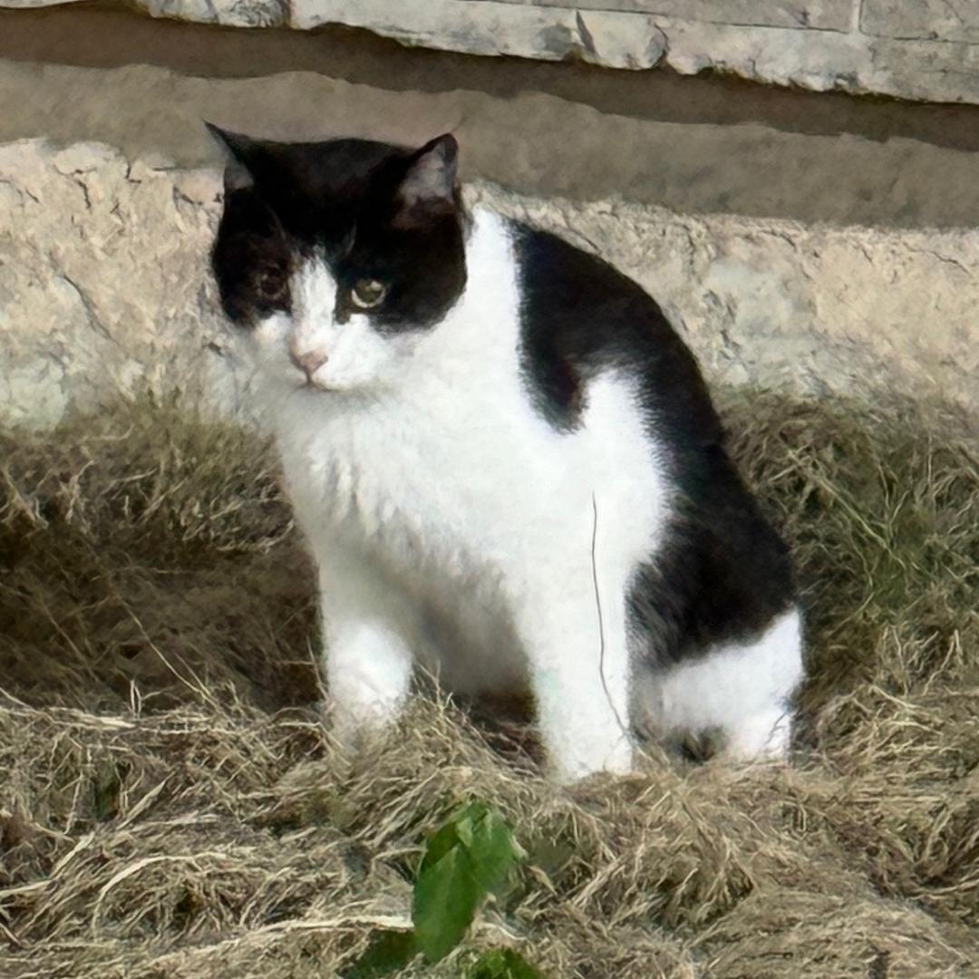 爱钓鱼的猪咪