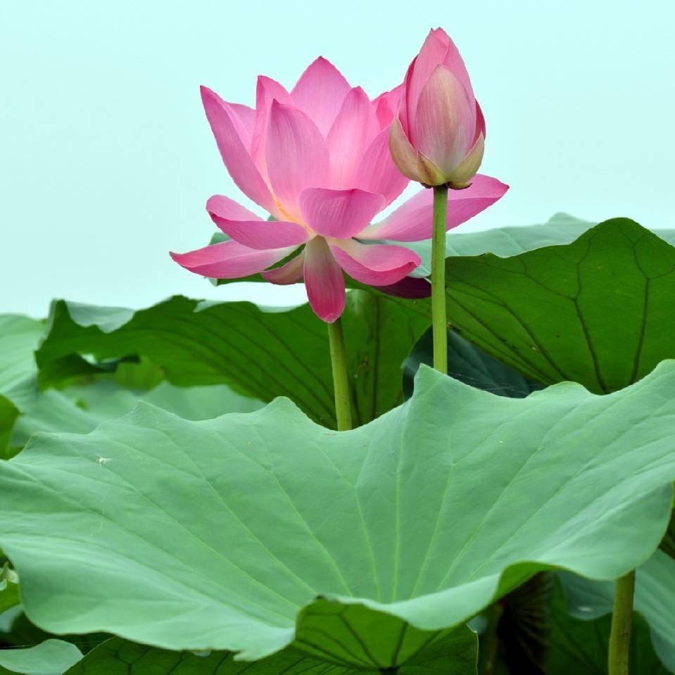 爱玲