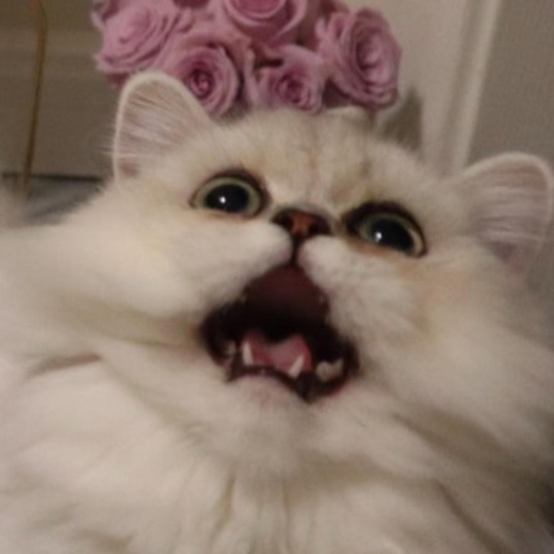 小猫爱喝茶