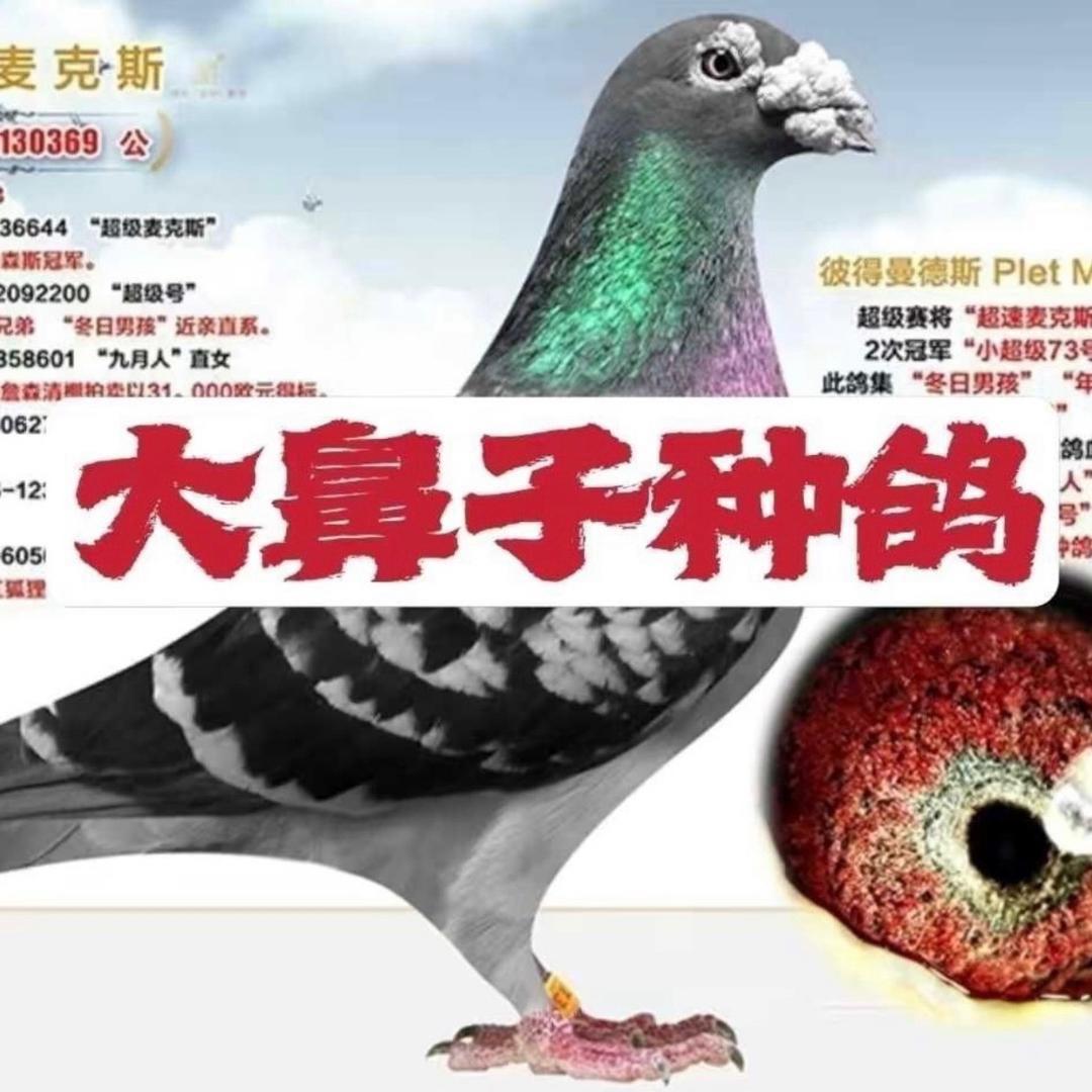 北京赛鸽摇起来