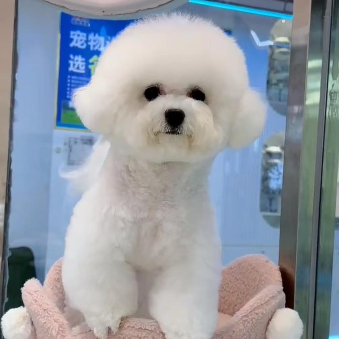 衡水蛋黄人宠物