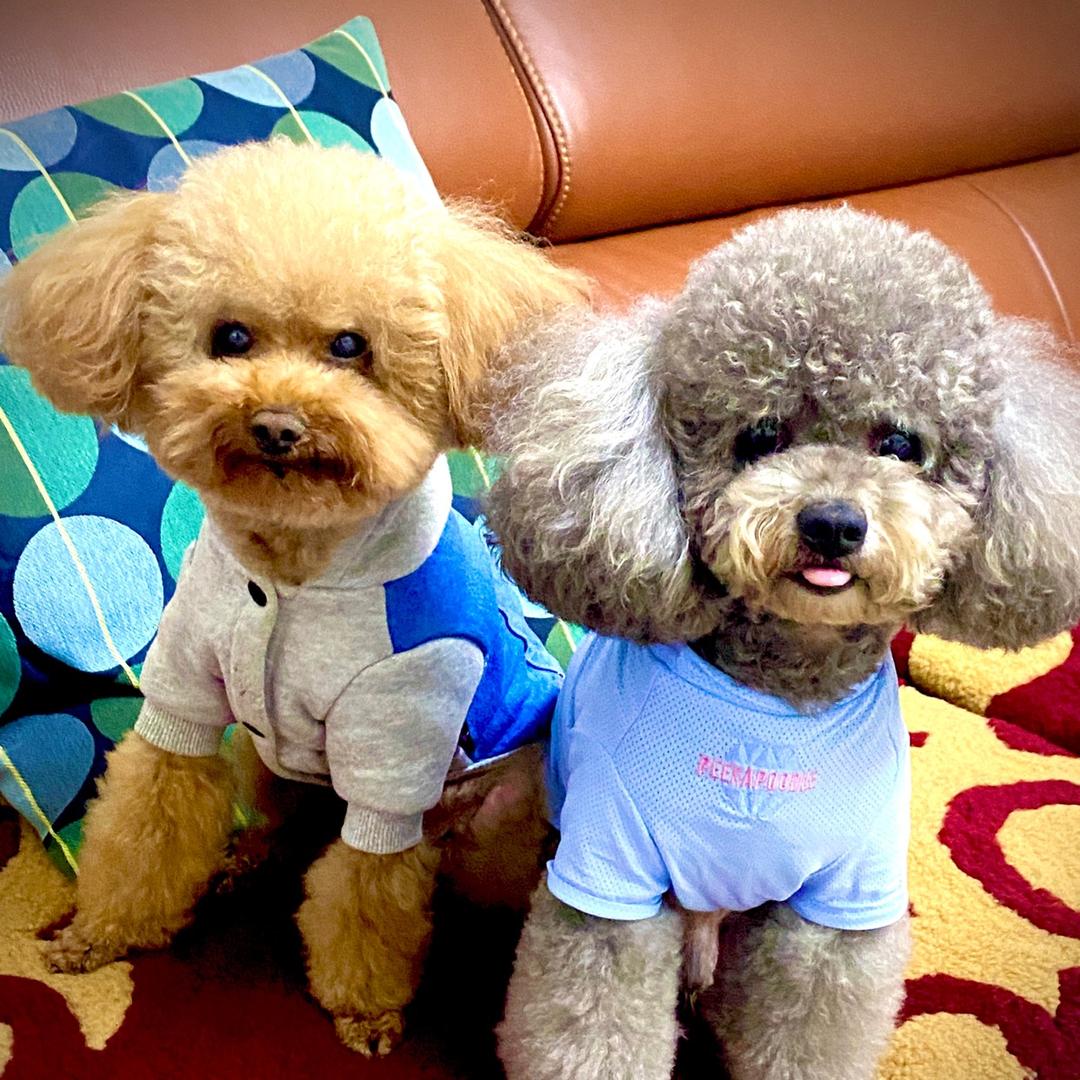 🐶叮当和王子🐶