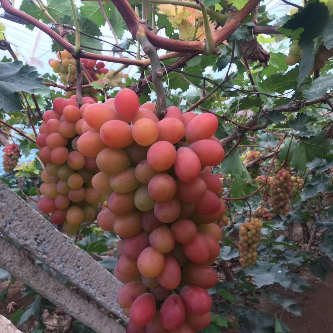 我是种纯绿无公害葡萄的