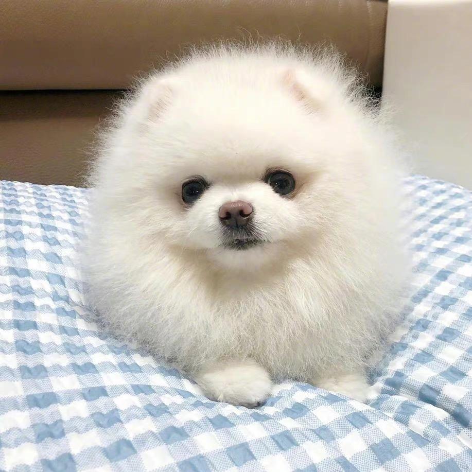 MOCOPET·博美犬舍
