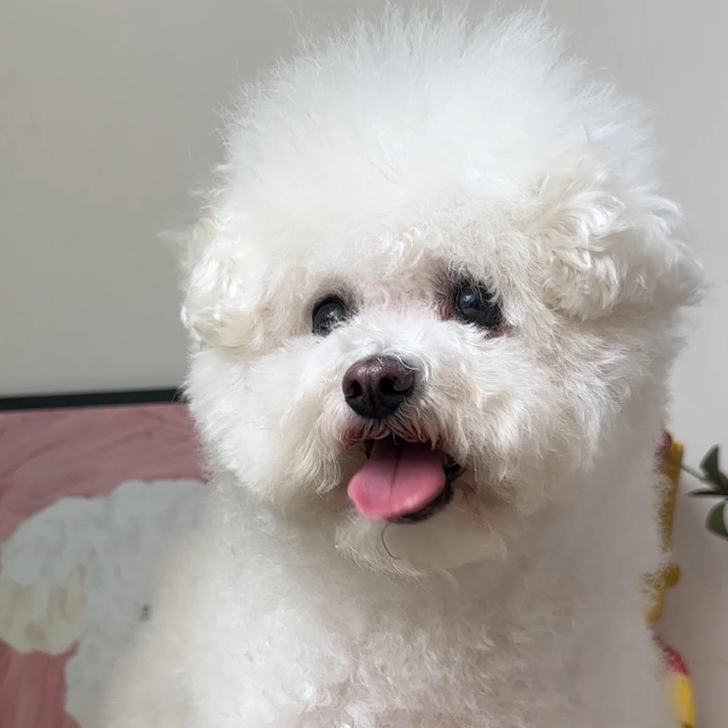 家有进宝小奶酪