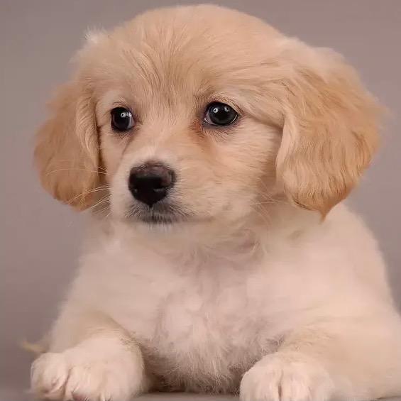 即将退休的搬砖工