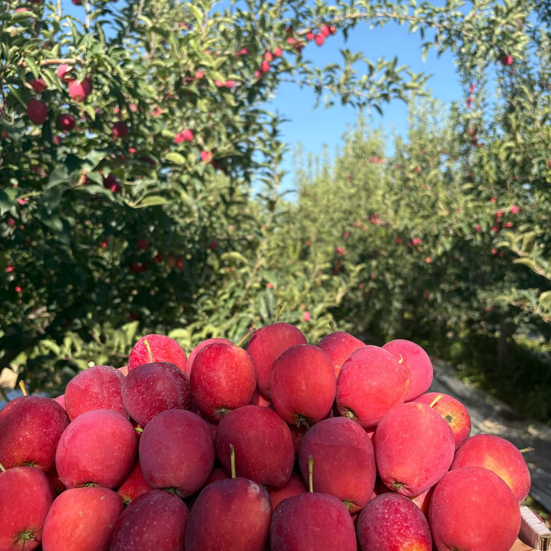 小杨鲜生(专注产地鲜果)