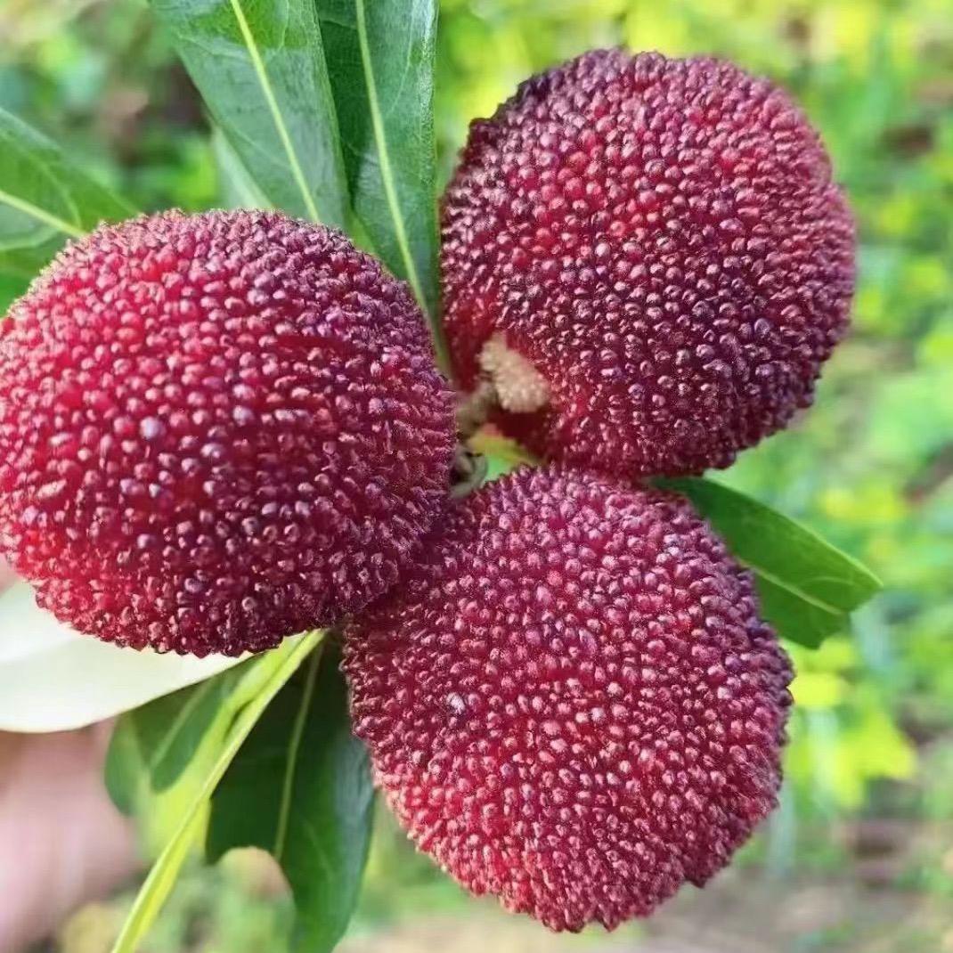 荔浦蒙芬园艺精品店