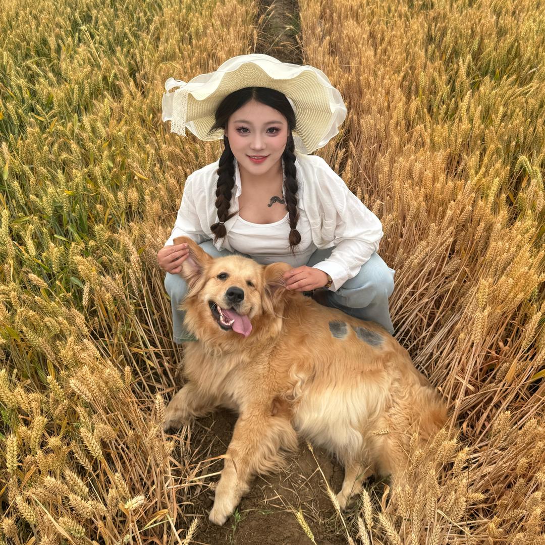 多妹是只金毛犬