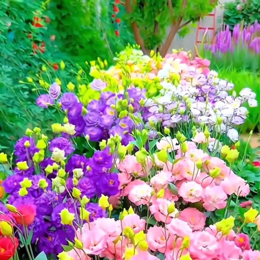 御花园