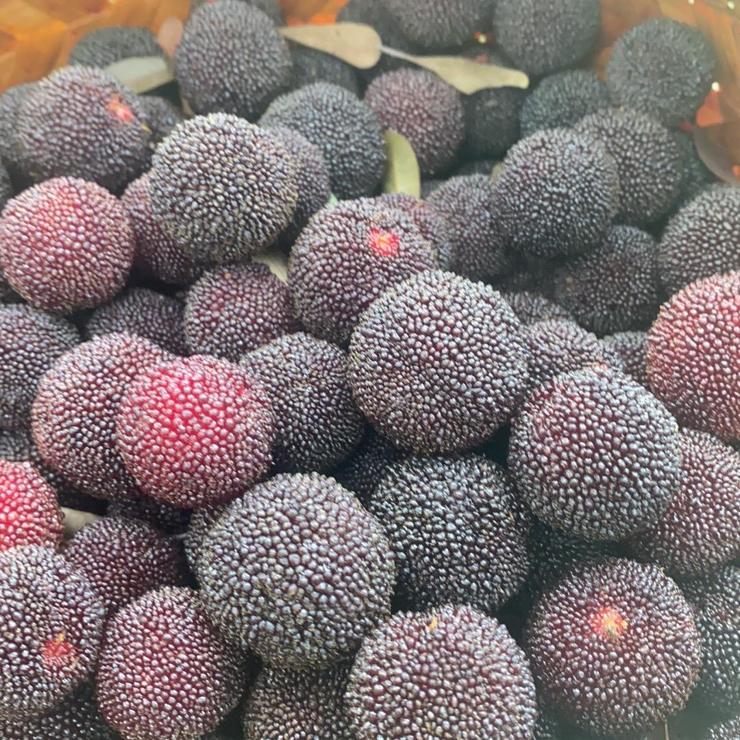精品杨梅树苗