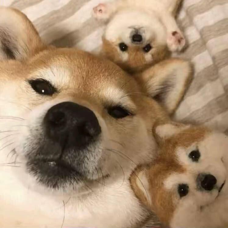 潘安