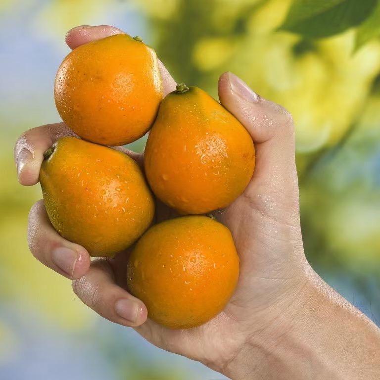 广西金桔源头产地供应链