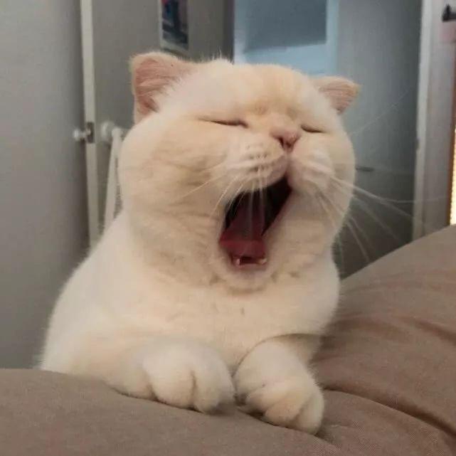 南国猫