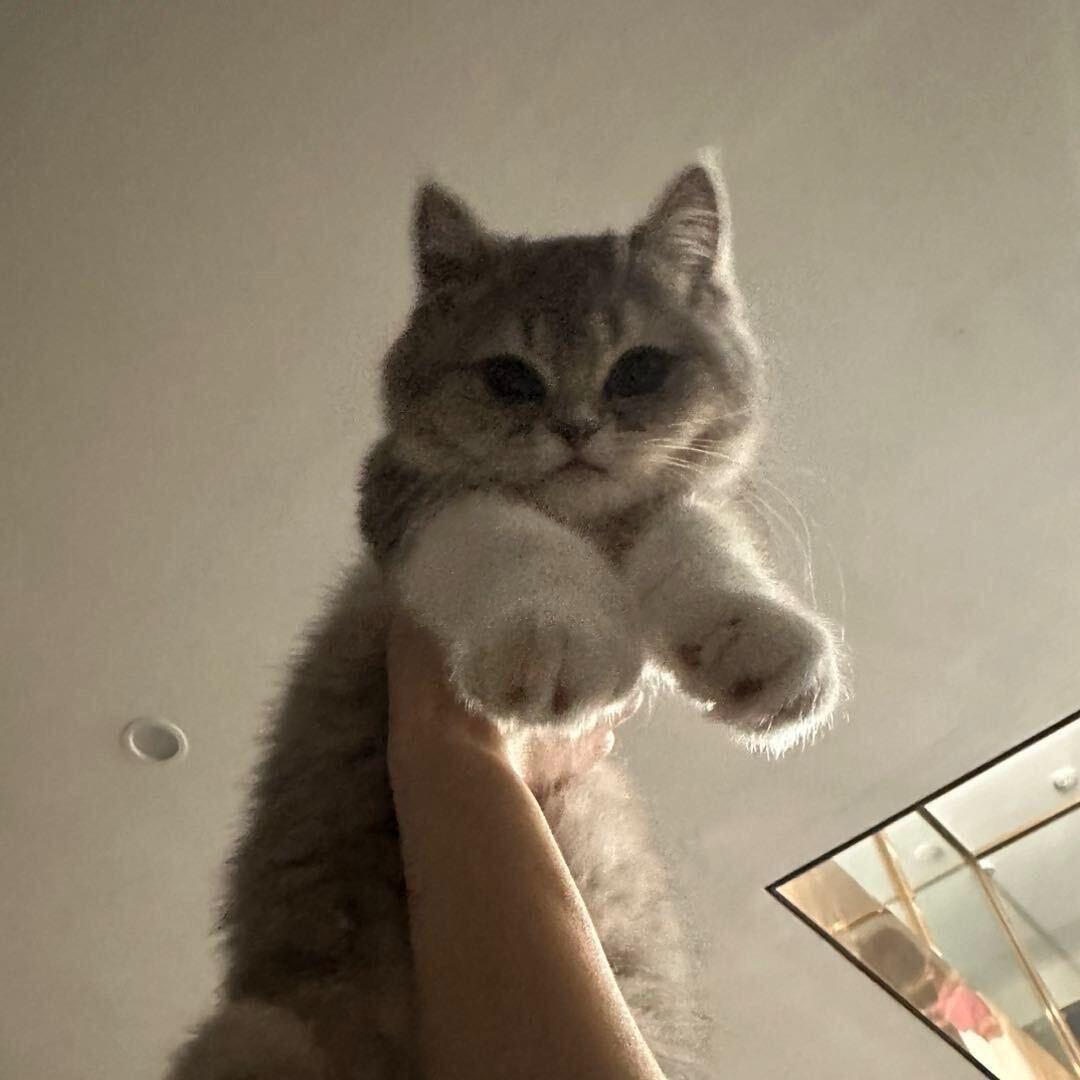 菠luo