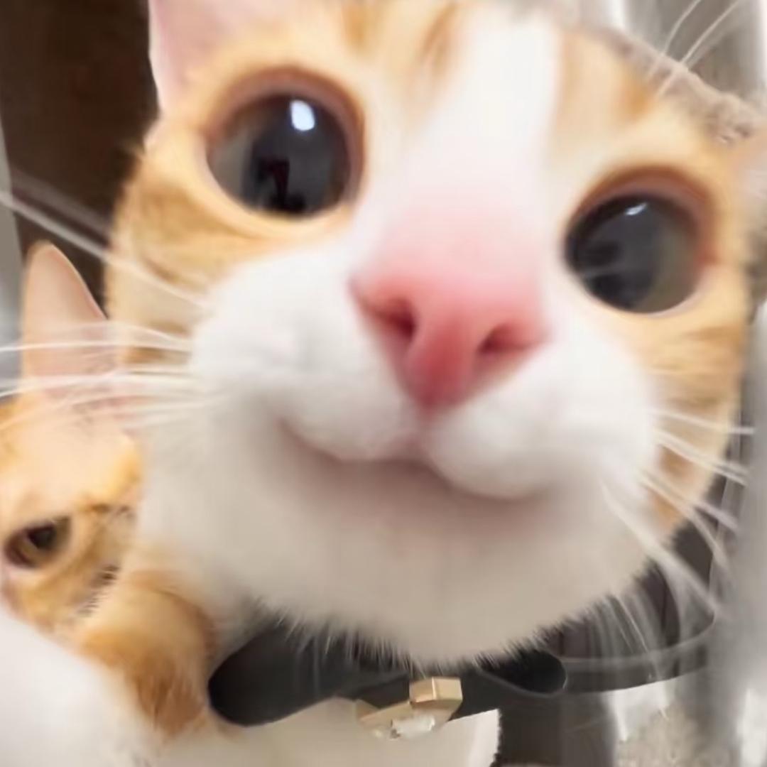 橘猫漫谈