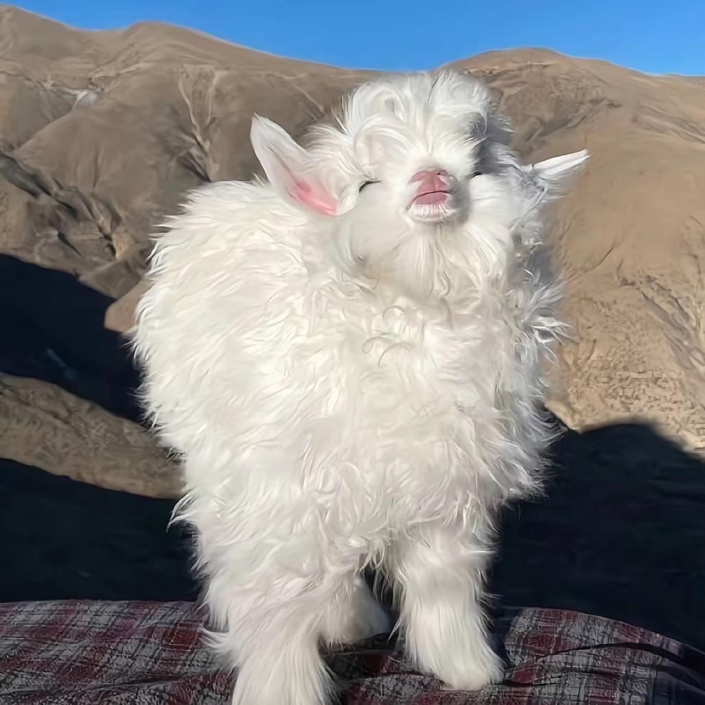 开心哈哈哈女孩