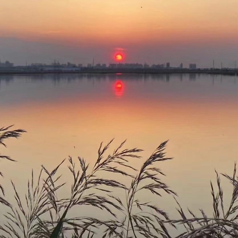 露从今夜白