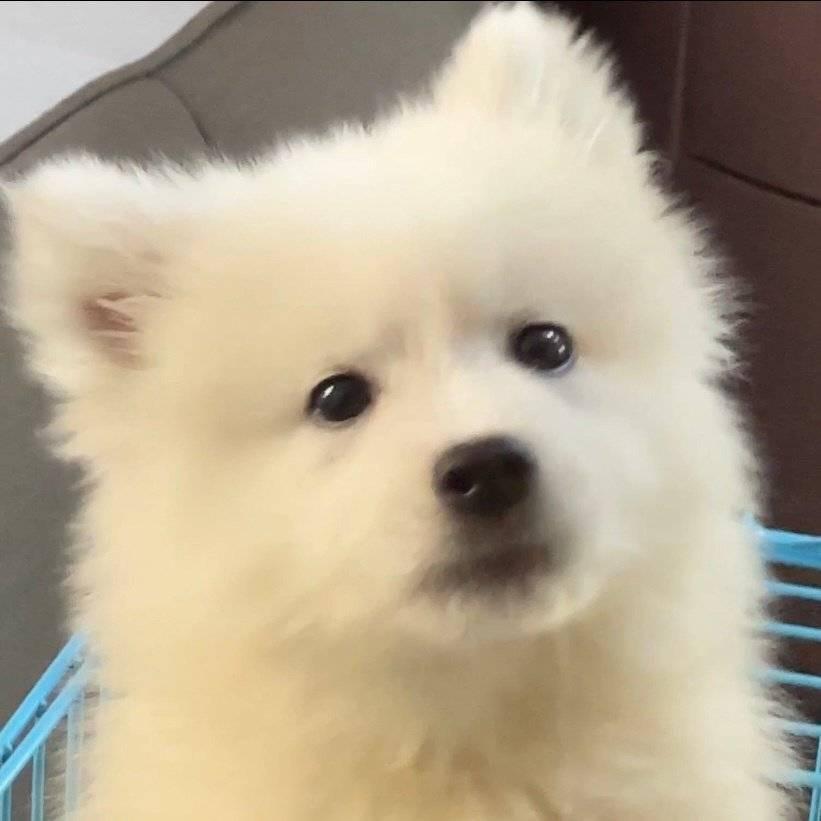 人形小狗撒旦心