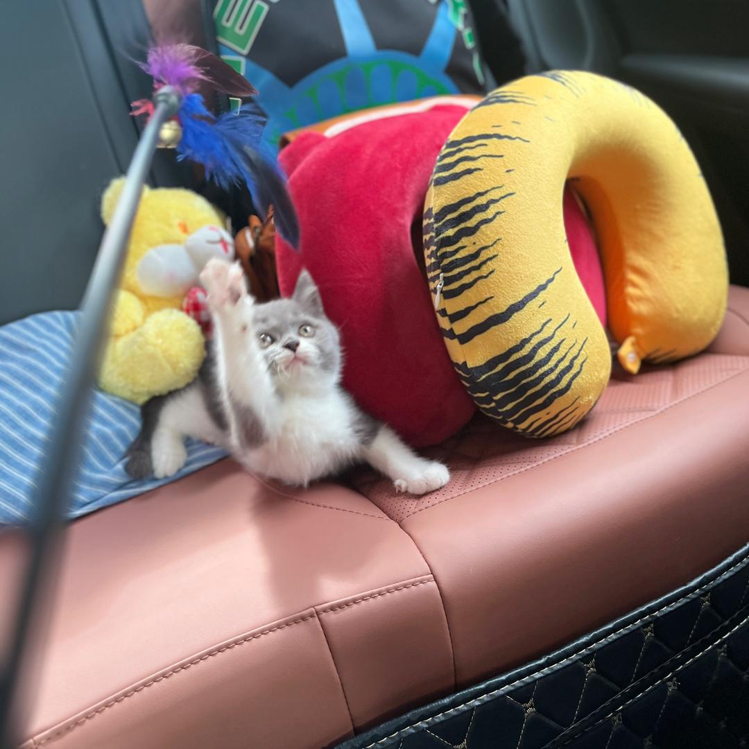娌小只猫