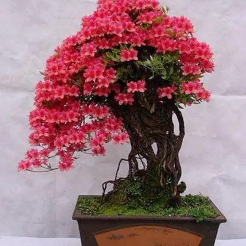 鑫鑫盆景园