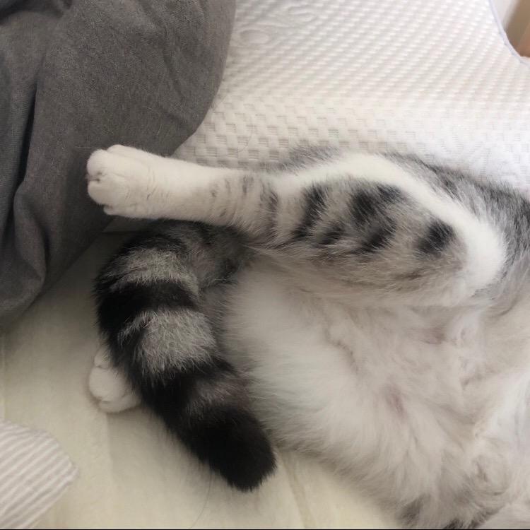 是阿咩呀