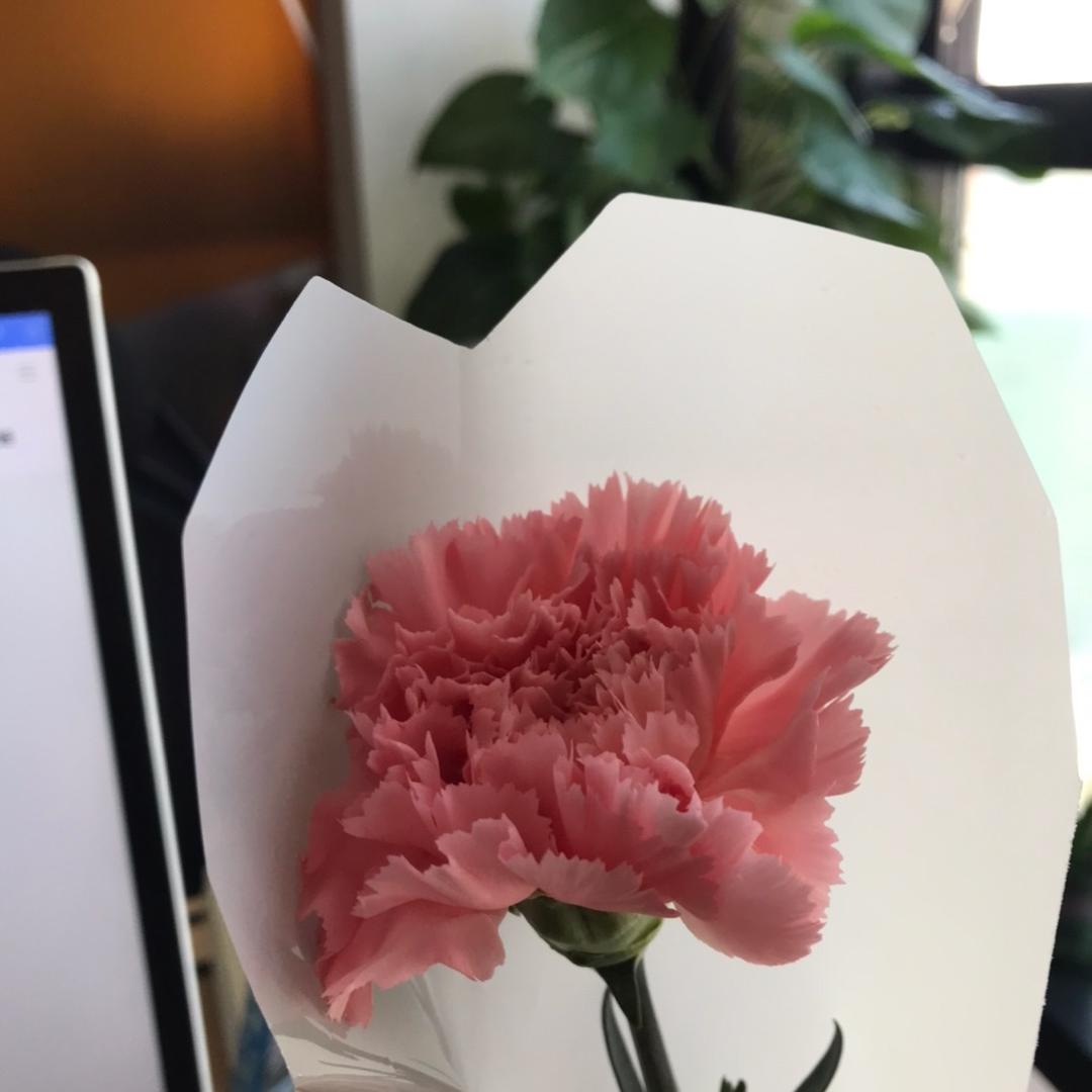 lemon孟鸿芬