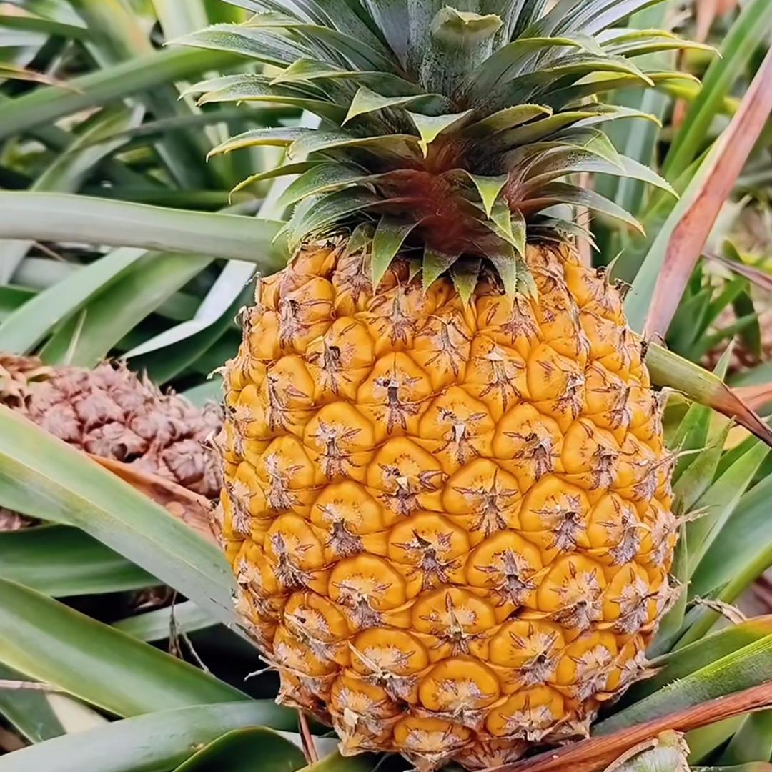 柚柚鲜果（青梅乡老沈）