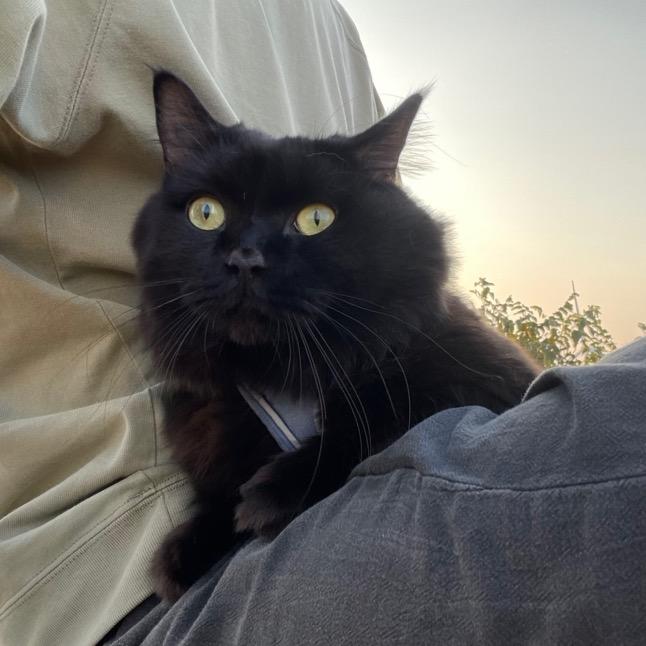 煤球不够球⚽️