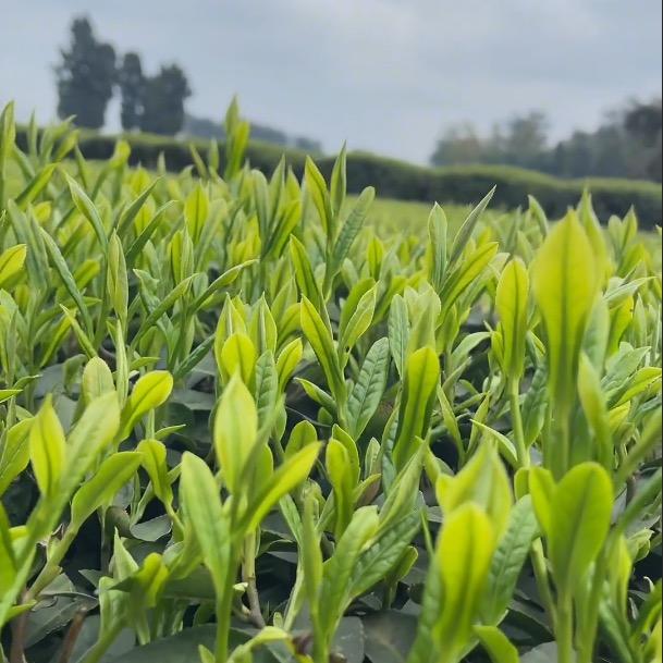 茶园管家