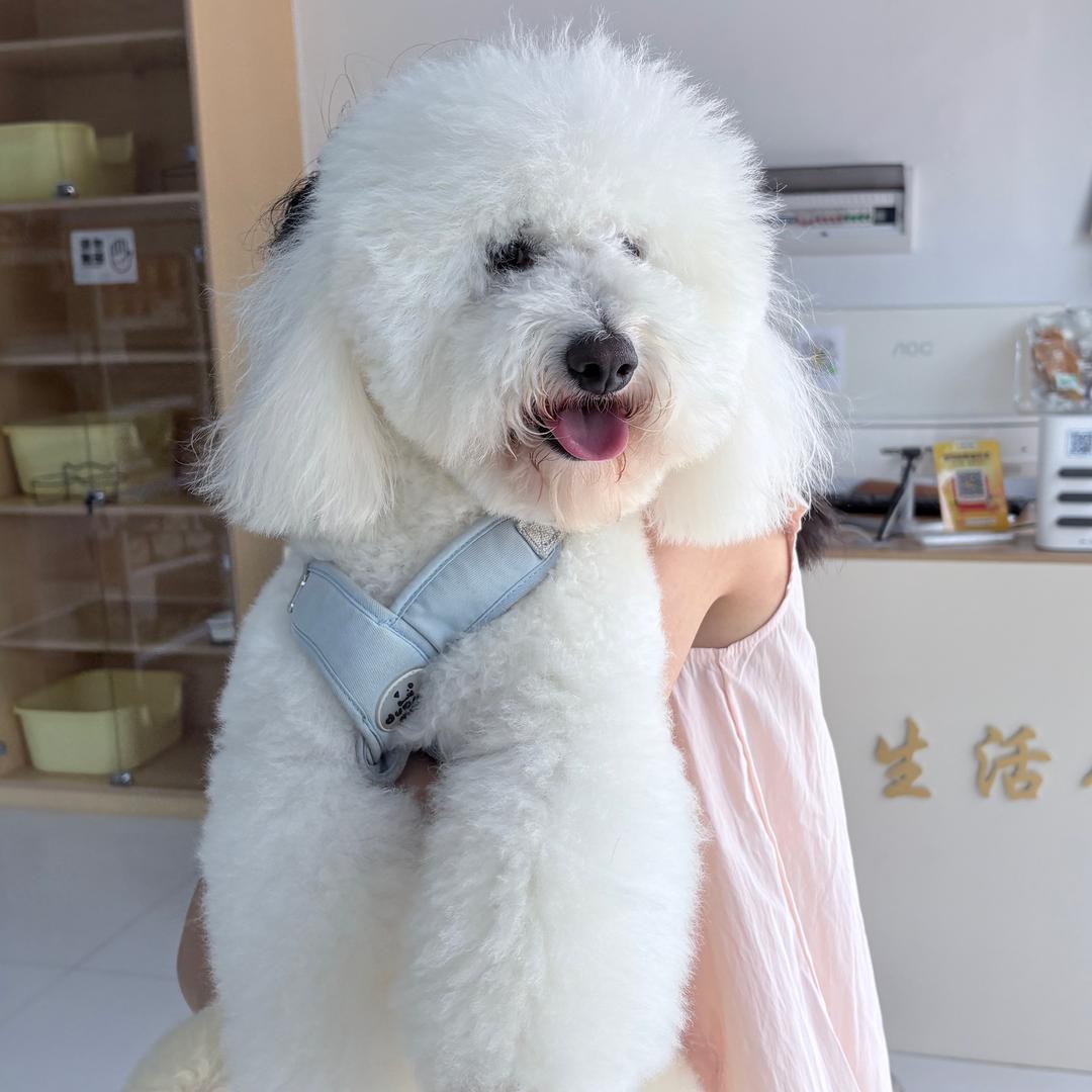 你在🐶叫什么
