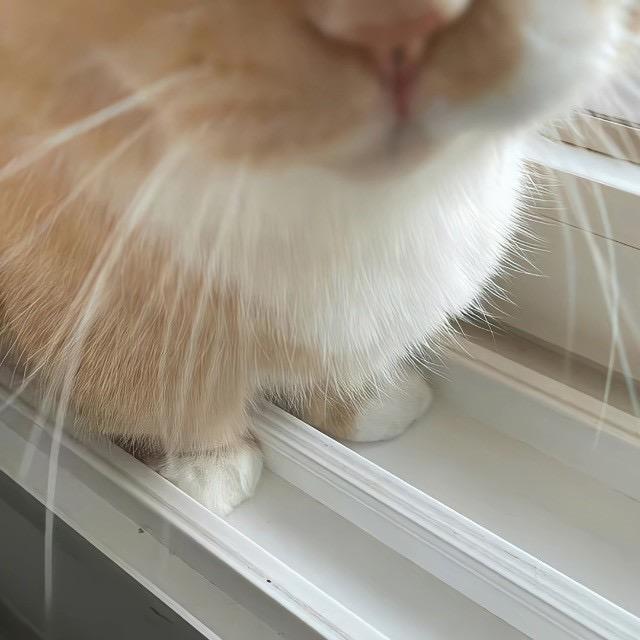 帕泥尼