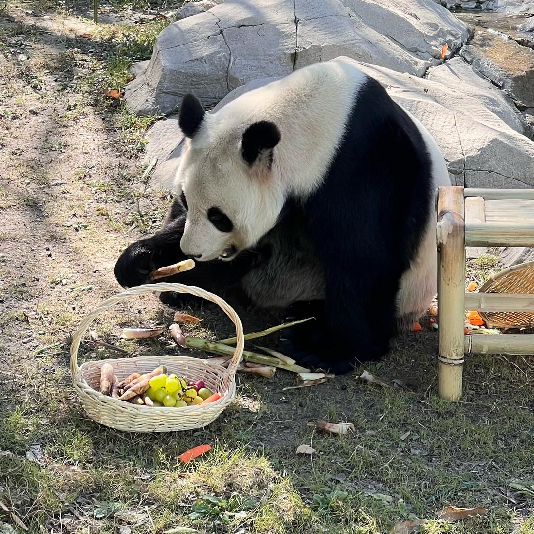七七超爱吃