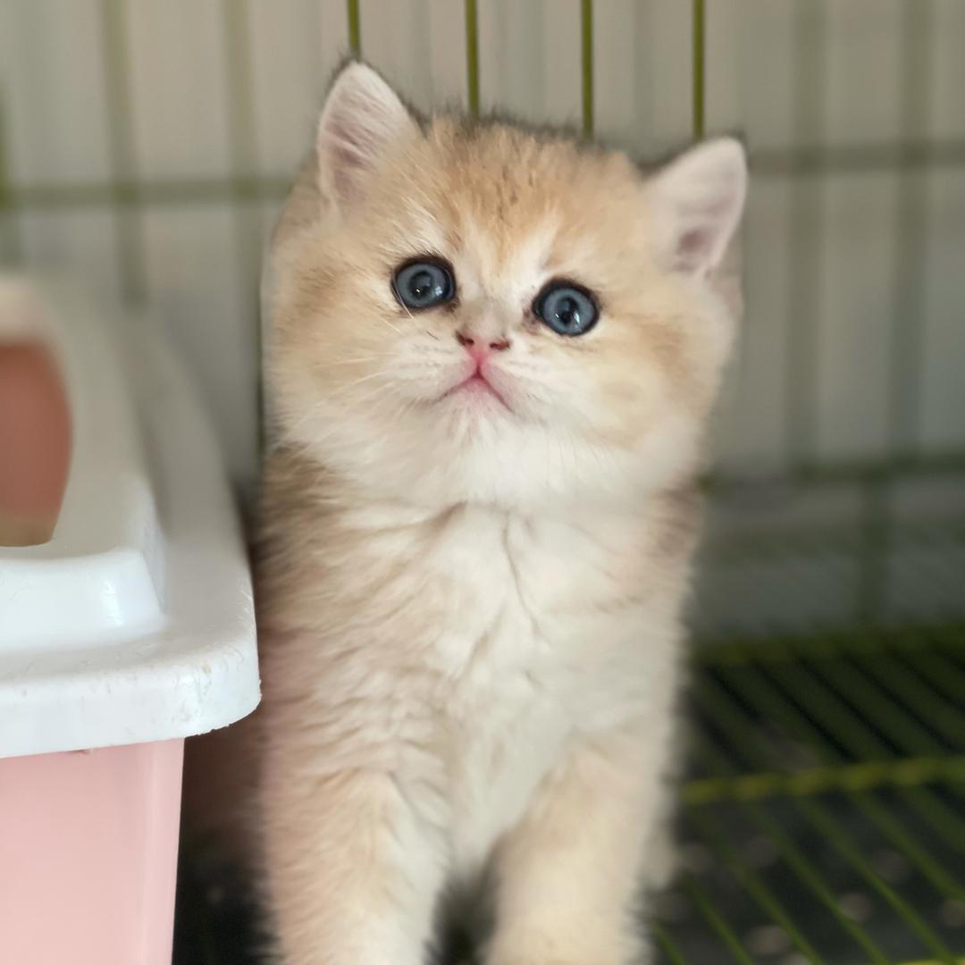 西安小骨鱼猫舍