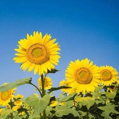 sunflower头像